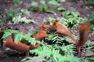 dois esquilos vermelhos euro-asiáticos, sciurus vulgaris, jogando foto