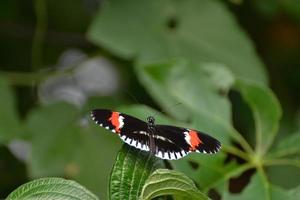 borboleta carteiro descansando em uma folha foto