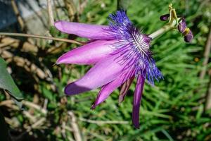 flor de paixão roxa crescendo em um jardim inglês foto