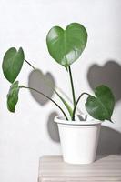 flor jovem monstera em um vaso de flores branco sobre uma mesa de madeira. decoração mínima da casa. estilo escandinavo hipster. interior do quarto moderno foto