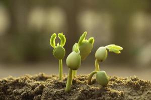 planta em crescimento, planta jovem na luz da manhã no fundo do solo, nova vida concept.small plantas no chão em spring.fresh, semente, foto fresca e ideia de conceito de agricultura.