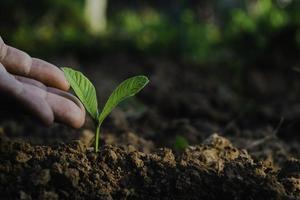 mão tocando está crescendo planta, planta jovem na luz da manhã no chão background.small plantas no chão na primavera, foto fresca e idéia de conceito de agricultura.