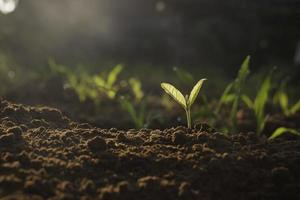 planta em crescimento, planta jovem na luz da manhã no fundo do solo, nova vida concept.small planta no chão na primavera. foto