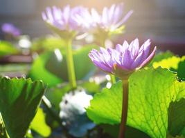 flor de lótus e luz da manhã foto