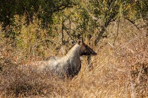 um antílope nilgai nas florestas do parque nacional keoladeo em bharatpur em rajasthan foto