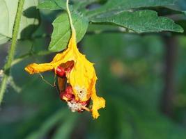 flor de cabaça amarga amarela em desfoque de fundo foto