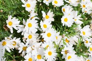 floração da primavera durante o mês de abril na costa catalã, espanha. foto