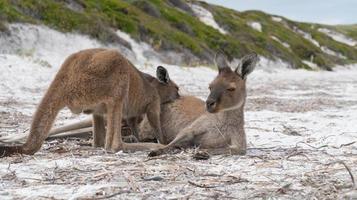 canguru cinza ocidental, parque nacional cape le grand, austrália ocidental foto