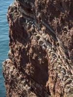 ilha de helgoland no mar do norte foto