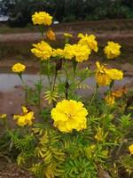 flores de calêndula amarela foto