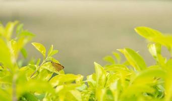 folhas verdes com fundo verde embaçado foto