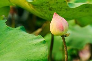 flor de lótus folhas verdes no lago foto