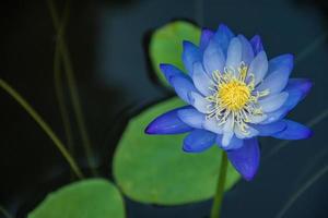 flor de lótus folhas verdes no lago foto