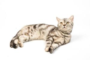 gato americano shorthair no fundo branco foto