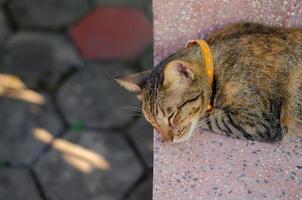 adorável gato doméstico de cor marrom relaxante na mesa de mármore foto