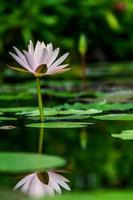 flor de lótus folhas verdes no lago foto