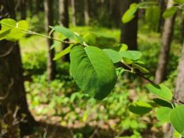 um galho de uma árvore com uma folha verde em um fundo de grama e floresta. foto