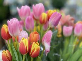 buquê de flores de tulipa colorida close-up tiro, foco seletivo foto