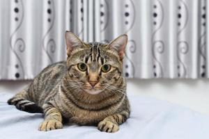 curioso pose gato com cena de quarto, gato malhado. foto