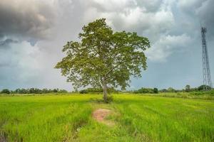 uma árvore no meio de um fundo de campo e céu foto