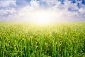 grãos de arroz em casca no campo de arroz contra o fundo do céu azul e raios de sol. foto