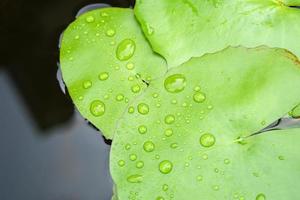 fundo de gota de água na folha de lótus foto