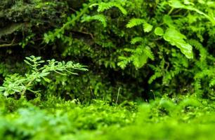 frescor verde musgo e samambaias com gotas de água crescendo na floresta tropical foto