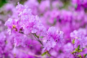 lindo rododendro rosa ou violeta com fundo desfocado foto