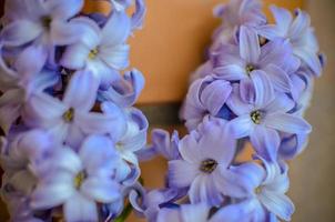 dois delft blue lily hyacinthus orientalis liliaceae com pentals brancas foto