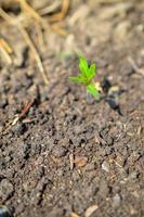 broto verde crescendo a partir de sementes. símbolo da primavera, conceito de nova vida foto