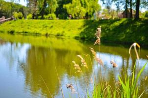 cana comum phragmites australis no lago foto