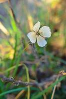 pequena flor de papoula branca na grama foto