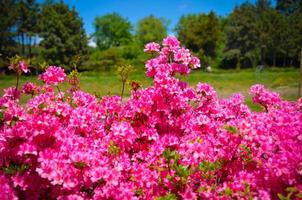 prado florescendo com flores cor de rosa de arbustos de rododendros foto