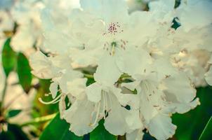 prado florescendo com flores brancas de arbustos de rododendros foto