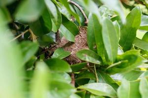 ninho de formigas no fundo da folha verde foto