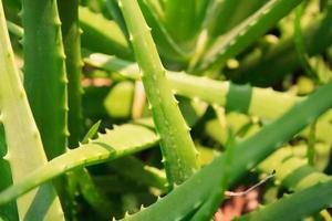 campo de aloe vera foto