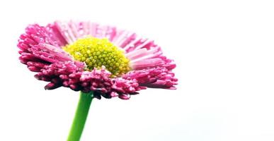 flor de margarida rosa fresca isolada no branco. foto