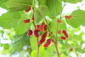 frutas frescas de amora vermelha no galho de árvore foto