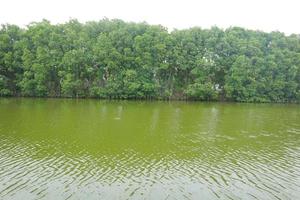 árvores de mangue na beira do pântano foto