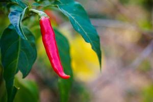 pimenta vermelha no jardim foto