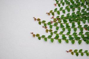 planta de hera verde subindo na parede branca com espaço de cópia foto