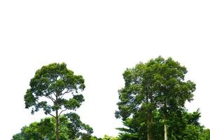 exuberantes árvores verdes isoladas de jardim em branco foto