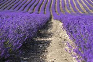 campo de lavanda com arbustos bem cuidados e fileiras de lavanda. foco seletivo. foto