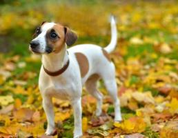 cachorro nas folhas vermelhas do outono foto