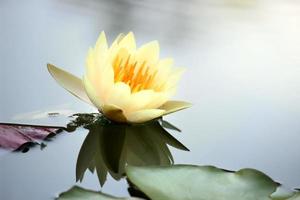 linda flor de lótus de nenúfar amarelo florescendo na superfície da água. reflexo da flor de lótus na lagoa de água. foto