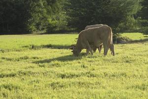 as vacas estão comendo capim no pasto da fazenda do fazendeiro, possuem um fio e liberam uma pequena corrente elétrica, evitando que a vaca escape da fazenda à noite o sol poente foto