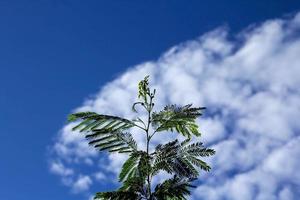 árvores e nuvens brancas e céu azul à noite depois que o sol se põe no campo foto