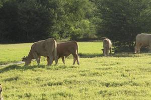 as vacas estão comendo capim no pasto da fazenda do fazendeiro, possuem um fio e liberam uma pequena corrente elétrica, evitando que a vaca escape da fazenda à noite o sol poente foto