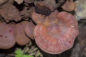 tan ganoderma lucidum é um cogumelo de água leve que cresce em madeira morta em florestas profundas. como a medicina herbal ajuda os pacientes a se recuperarem de doenças pela medicina tradicional chinesa. foto