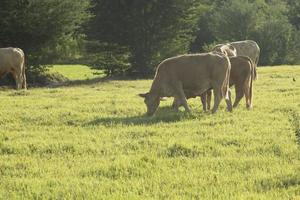 as vacas estão comendo capim no pasto da fazenda do fazendeiro, possuem um fio e liberam uma pequena corrente elétrica, evitando que a vaca escape da fazenda à noite o sol poente foto